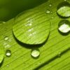 Dreaming of a Sniff Free Summer? natural1