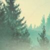 Pukka Partners with TreeSisters Trees
